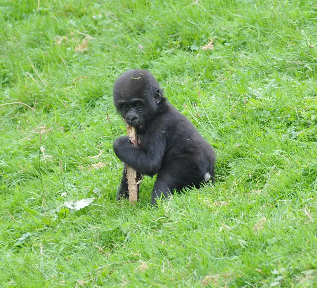 Photo of a baby Gorilla, another member of the Great Ape family.